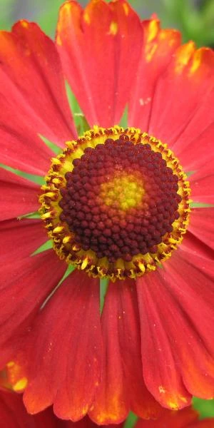 HELENIUM 'Mahagoni' 1 HELENIUM 'Mahagoni'