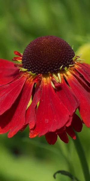 HELENIUM 'Moerheim Beauty' 2 HELENIUM 'Moerheim Beauty' - Image 2