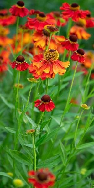 HELENIUM 'Moerheim Beauty' 1 HELENIUM 'Moerheim Beauty'