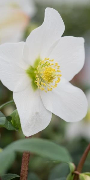 HELLEBORUS Niger 'Mont Blanc' 2 HELLEBORUS Niger 'Mont Blanc' - Image 2