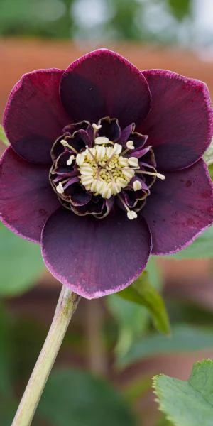 HELLEBORUS Orientalis 'Magic Aubergine' (Magic Collection) 1 HELLEBORUS Orientalis 'Magic Aubergine' (Magic Collection)