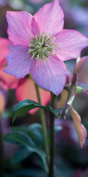 HELLEBORUS Walberton's ® Rosemary PBR (WALHERO) 1 HELLEBORUS Walberton's ® Rosemary PBR (WALHERO)