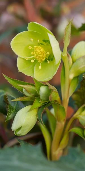 HELLEBORUS X Sternii 'Boughton Beauty' 1 HELLEBORUS X Sternii 'Boughton Beauty'
