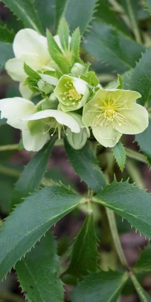 HELLEBORUS Argutifolius 1 HELLEBORUS Argutifolius