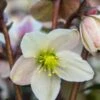 HELLEBORUS X Nigercors 'Emma' PBR