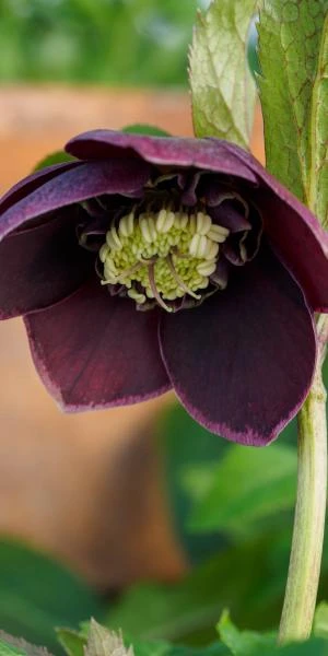 HELLEBORUS Orientalis 'Magic Aubergine' (Magic Collection) 2 HELLEBORUS Orientalis 'Magic Aubergine' (Magic Collection) - Image 2