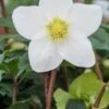 HELLEBORUS Niger 'Mont Blanc'