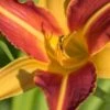 HEMEROCALLIS 'Frans Hals'