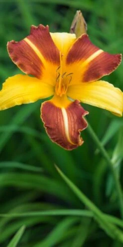 HEMEROCALLIS 'Frans Hals' 3 HEMEROCALLIS 'Frans Hals' -Bloom Haven Herbaceous Perennials Deals Store hemerocallis frans hals 6190084