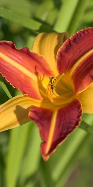 HEMEROCALLIS 'Frans Hals' 1 HEMEROCALLIS 'Frans Hals'