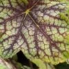 HEUCHERA 'Green Spice'