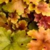 HEUCHERA 'Marmalade' PBR