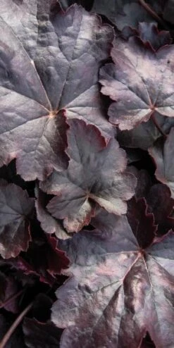HEUCHERA 'Obsidian' PBR