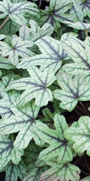 HEUCHERELLA 'Kimono' PBR 1 HEUCHERELLA 'Kimono' PBR