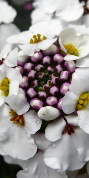 IBERIS Gibraltarica 'Betty Swainson' 1 IBERIS Gibraltarica 'Betty Swainson'