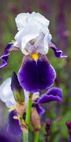 IRIS 'Braithwaite' (TB)