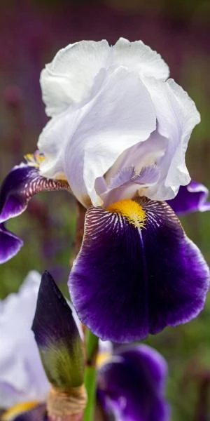 IRIS 'Braithwaite' (TB) 2 IRIS 'Braithwaite' (TB) - Image 2