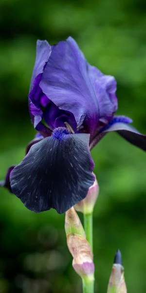 IRIS 'Deep Black' (TB) 1 IRIS 'Deep Black' (TB)