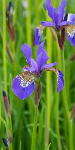 IRIS 'Tropic Night' 1 IRIS 'Tropic Night'