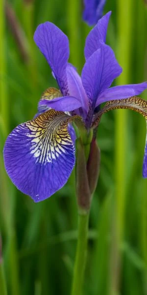 IRIS 'Tropic Night' 2 IRIS 'Tropic Night' - Image 2