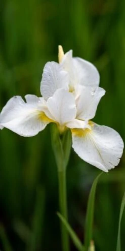IRIS 'White Swirl' (SIB)