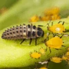 Ladybird Larvae - Adalia Bipunctata