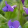 LATHYRUS Vernus 'Cynaeus'