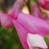 LATHYRUS Vernus 'Dama Rosa'