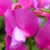 LATHYRUS Vernus 'Maroon'