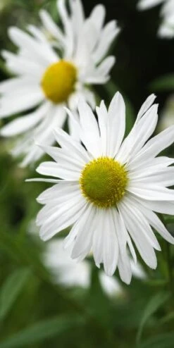 LEUCANTHEMELLA Serotina