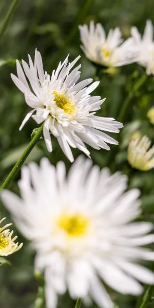 LEUCANTHEMUM X Superbum 'Christine Hagemann' 1 LEUCANTHEMUM X Superbum 'Christine Hagemann'