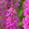 LYTHRUM Virgatum 'Dropmore Purple'