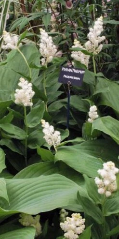 Featured Products -Bloom Haven Herbaceous Perennials Deals Store maianthemum racemosum 5210101