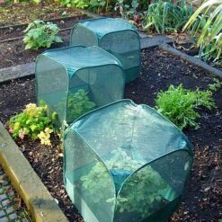 MiniPop Pop-Up Mini Plant & Seedling Cover - 50x50x50cm -Bloom Haven Herbaceous Perennials Deals Store mini pop up net cage 3pk