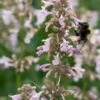 NEPETA Grandiflora 'Dawn To Dusk'