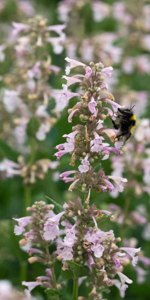 NEPETA Grandiflora 'Dawn To Dusk' 1 NEPETA Grandiflora 'Dawn To Dusk'