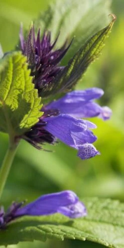 NEPETA Subsessilis 'Blue Dreams'