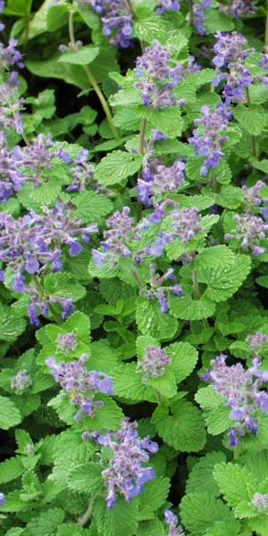 NEPETA X Faassenii 1 NEPETA X Faassenii