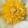 PAEONIA 'Claire De Lune'