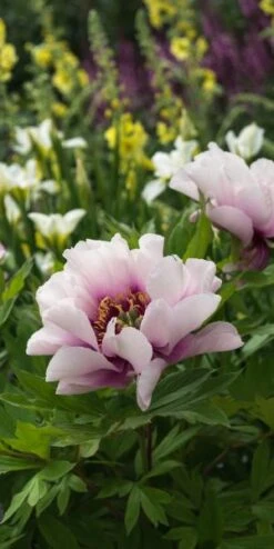 PAEONIA 'Cora Louise' -Bloom Haven Herbaceous Perennials Deals Store paeonia cora louise 6021044