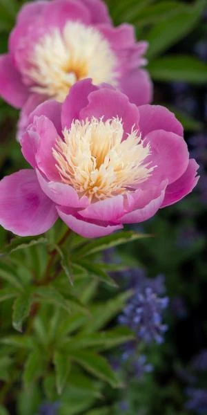 PAEONIA Lactiflora 'Bowl Of Beauty' 2 PAEONIA Lactiflora 'Bowl Of Beauty' - Image 2