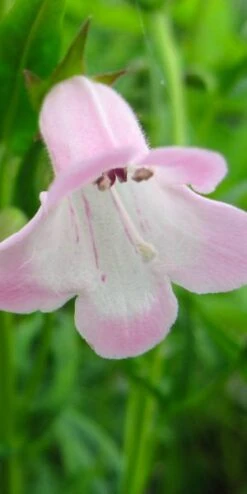 PENSTEMON 'Apple Blossom'
