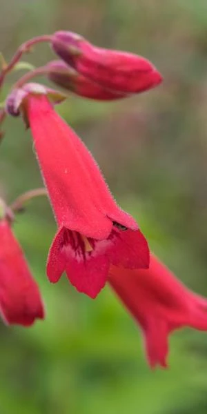 PENSTEMON 'Cherry' 1 PENSTEMON 'Cherry'