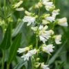 PENSTEMON Glaber 'Roundway Snowflake'