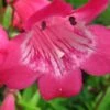 PENSTEMON 'Hewell Pink Bedder'