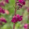 PENSTEMON 'Midnight'