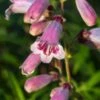 PENSTEMON 'Mother Of Pearl'