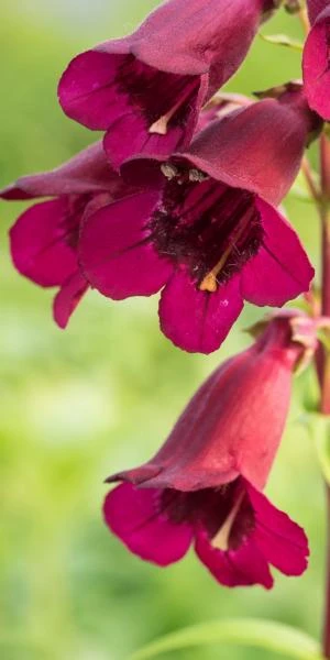 PENSTEMON 'Rich Ruby' 1 PENSTEMON 'Rich Ruby'