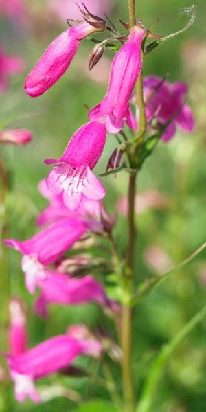 PENSTEMON 'Threave Pink' 1 PENSTEMON 'Threave Pink'