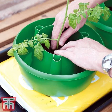 Plant Halos 2 Plant Halos - Image 2